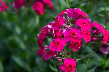 Phlox paniculata, fall phlox, garden phlox, phlox