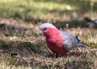 Galah (Eolophus roseicapilla) grazing on a lawn