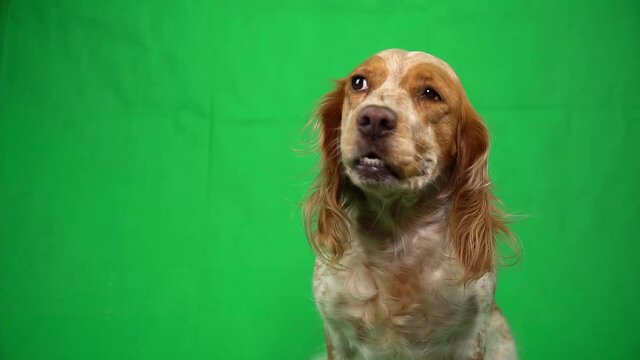 Portrait of breed spaniel looking at camera on green screen background. Cute domestic dog is watching and breathing against the chroma key. Concept of pets. Theme of animals living at home with people