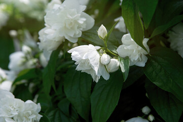White flowers of fragrant jasmine	
