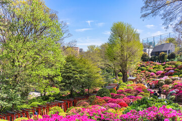 Tunnel of sacred torii gates along the colorful hill covered by Japanese rhododendron flowers during the azalea festival or tsutsuji matsuri in the Shintoist Nezu shrine.