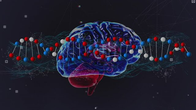 Animation of dna strand spinning over network of connections and human brain