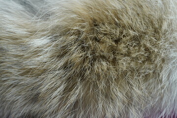close up of a fur coat