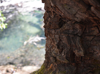 bark of an aged tree, natural brown wood texture with well marked veins