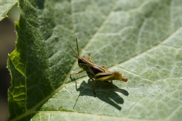 grasshopper on leaf