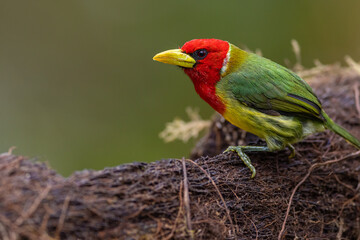Anden-Bartvogel (Red-headed barbet) Pichincha, Ecuador