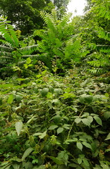 Obraz premium Ronces et fougères - forêt - Région parisienne - France