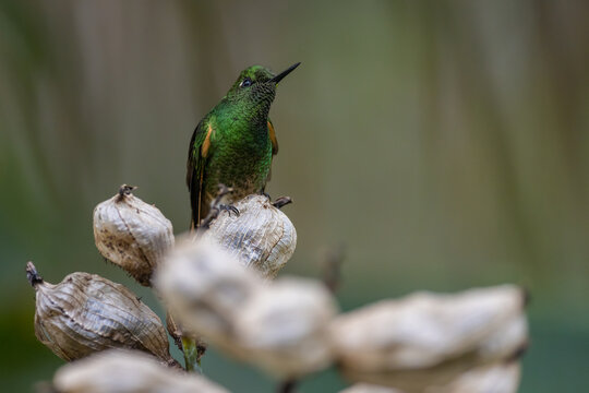 Fahlschwanzkolibri (Buff-tailed coronet), Pichincha, Ecuador