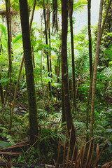 Fototapeta premium trees in rainforest