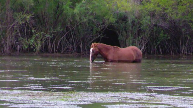 wild horse in tonto national forest salt river arizona dunking head underwater for food and slowly walks out of scene