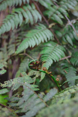 green fern between leaves
