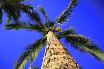 palm tree coconut tree sky view