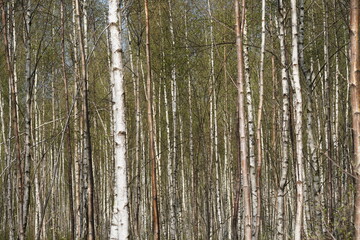 A birch forest in the complete picture.