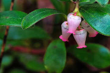 Macro of wild cranberry blossoms in the spring