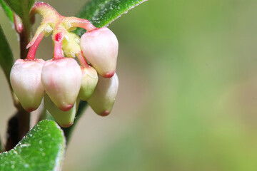 Macro of wild cranberry blossoms in the spring