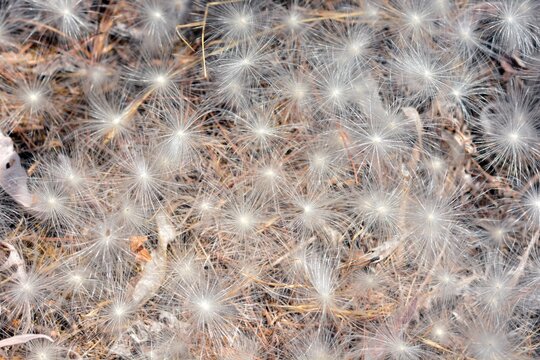 Suelta de semillas a&eacute;reas de plantas en verano