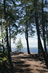 trees in the forest