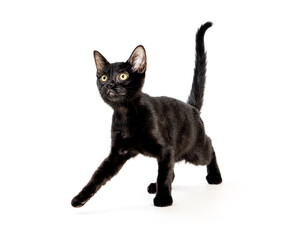 Curious Black Kitten Walking Forward on White