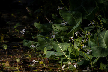 leaves in the garden