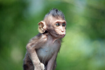 可愛いサル