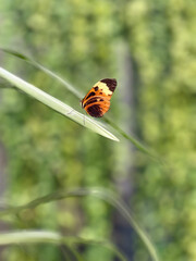 Butterfly on a leaf