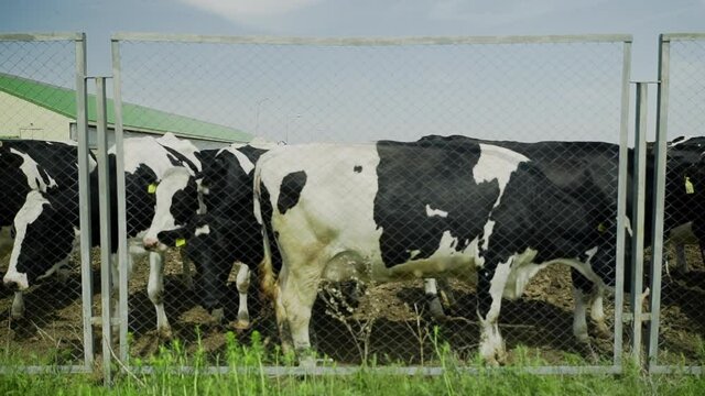Cows stanfing behaind metal fence in the farm
