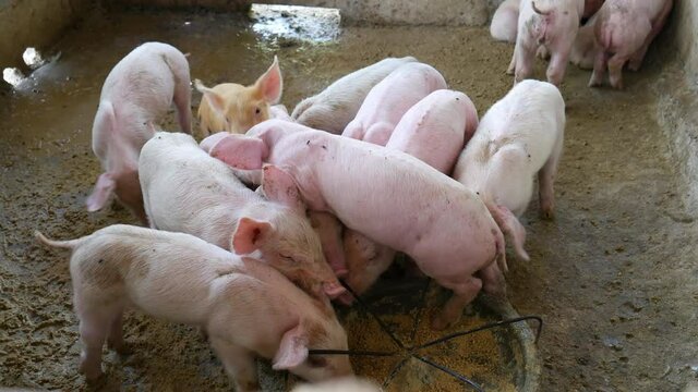 Many piglets in a pig farm