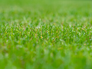Fresh green grass background in sunny summer day with bokeh
