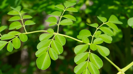 Fototapeta na wymiar Moringa leaves, one of the plants with properties capable of curing and preventing cancer