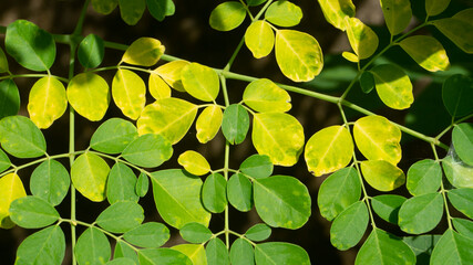Moringa leaves, one of the plants with properties capable of curing and preventing cancer