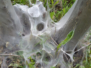 The tree was shrouded in cobwebs, caterpillars accumulated on the ground and on the trunks.
