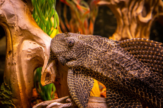 Pterygoplichthys multiradiatus known as Orinoco sailfin catfish, plecostomus or plecos. Spotted tropical fish in clear water, close up