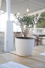 Olive tree plant in a flowerpot on the restaurant table