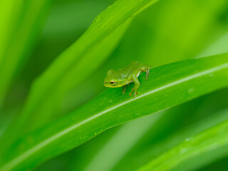 シュレーゲルアオガエル