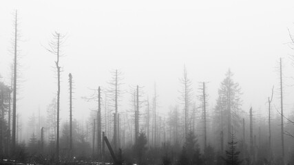Sterbende Bäume (Harz)