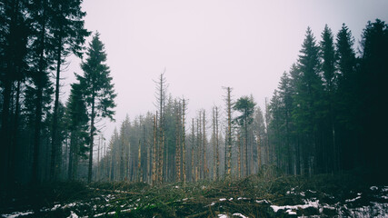 Sterbende Bäume (Harz)