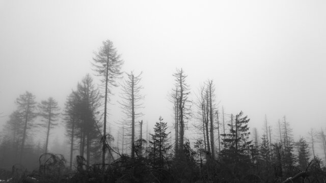 Sterbende Bäume (Harz)