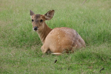 deer in the grass