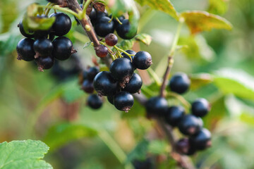 Black currant ripe berries growing on the bush
