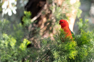 Red king parrot in a tree, Australia