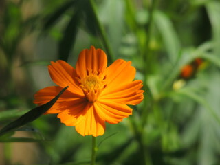 orange flower