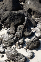 galapagos iguana crawling on the rocks