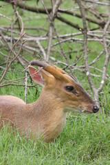 Barking Deer