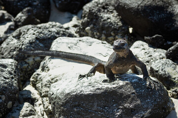 galapagos iguana crawling on the rocks