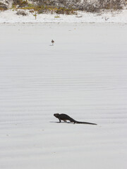 galapagos marine iguana walking in the sand