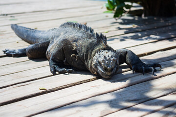galapagos marine iguana portrait
