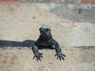iguana looking at camera