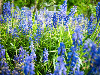 Blue Grape Hyacinths blooming in the garden