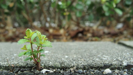 小さい野草