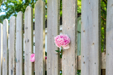 Two pink peony flowers poking out between grey wooden and worn boards of a tall garden fence. The pale pink flowers are in full bloom. There are lush green trees in the backyard under a blue sky. - Powered by Adobe